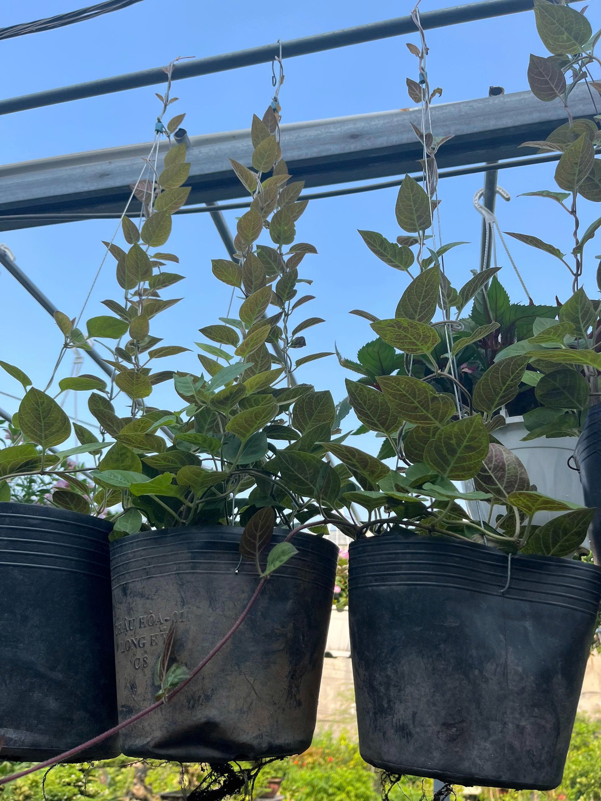 z7685150118612-246ec100775bc415a2e363f09725485e