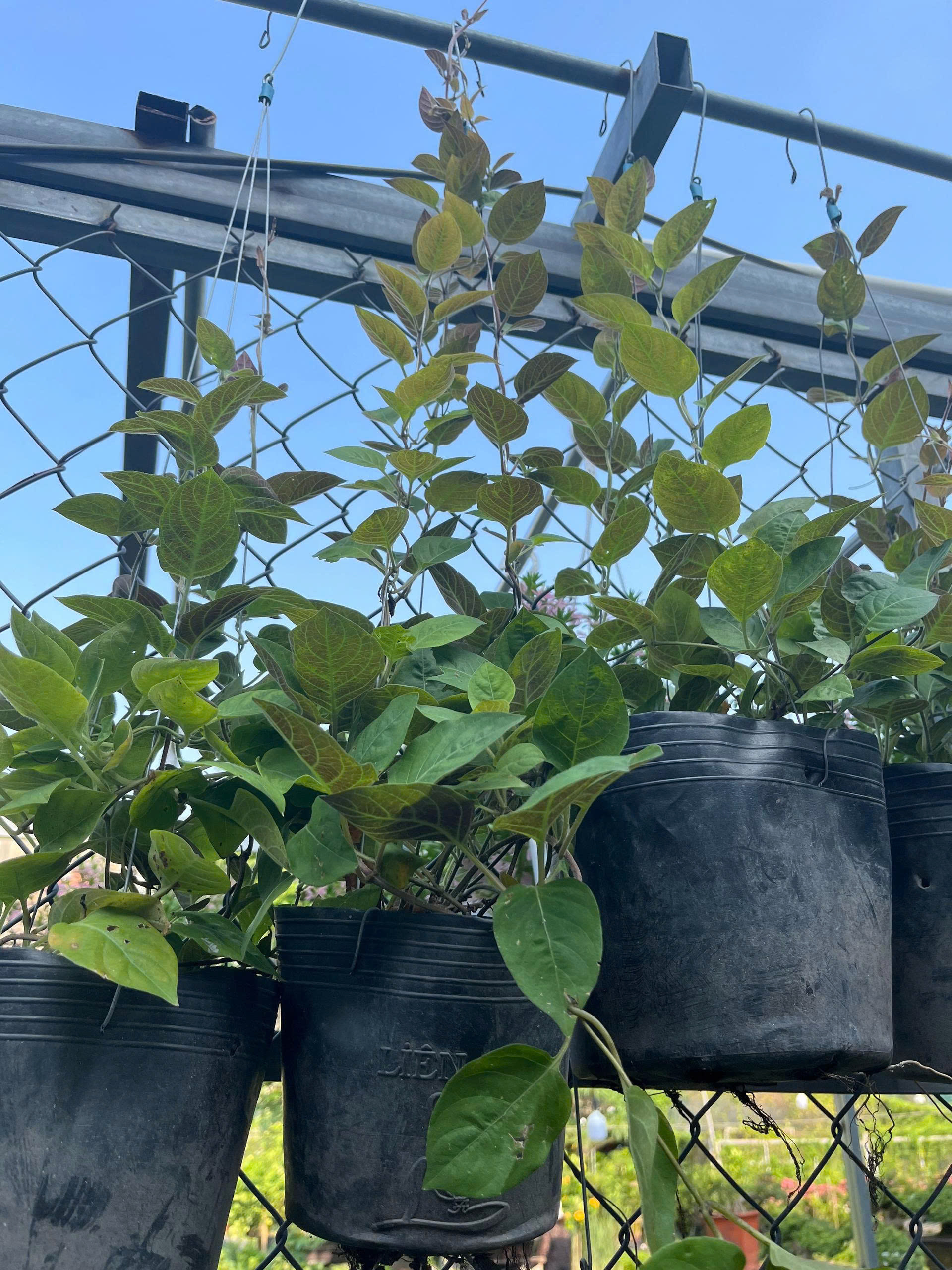 z7685150118613-6726bd18a83798a7521ccb2e08bdedac