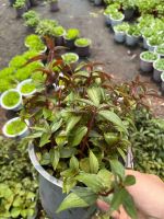 z7685162230006-6627544d5c47d67155ec743da731a702