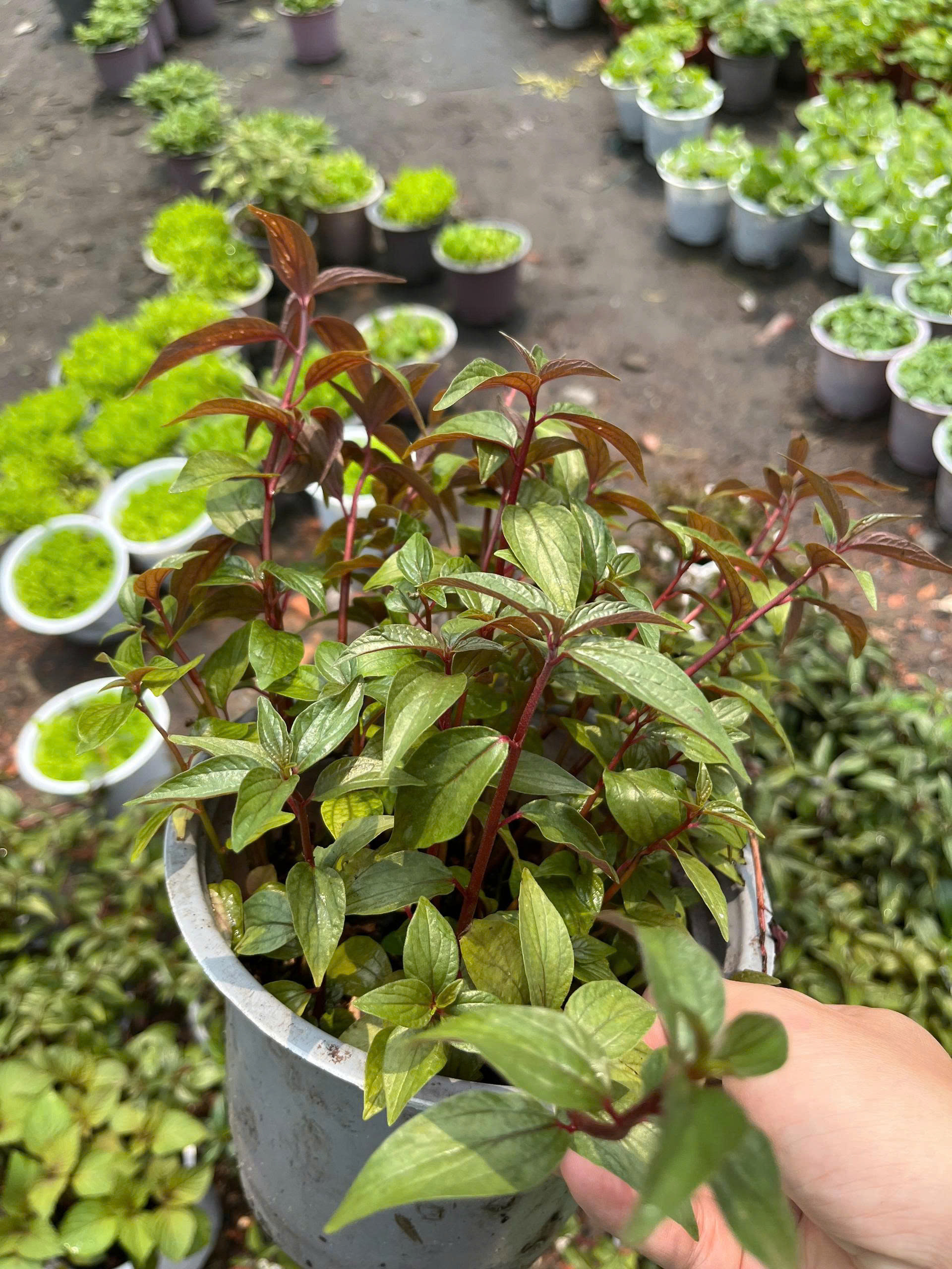 z7685162230006-6627544d5c47d67155ec743da731a702