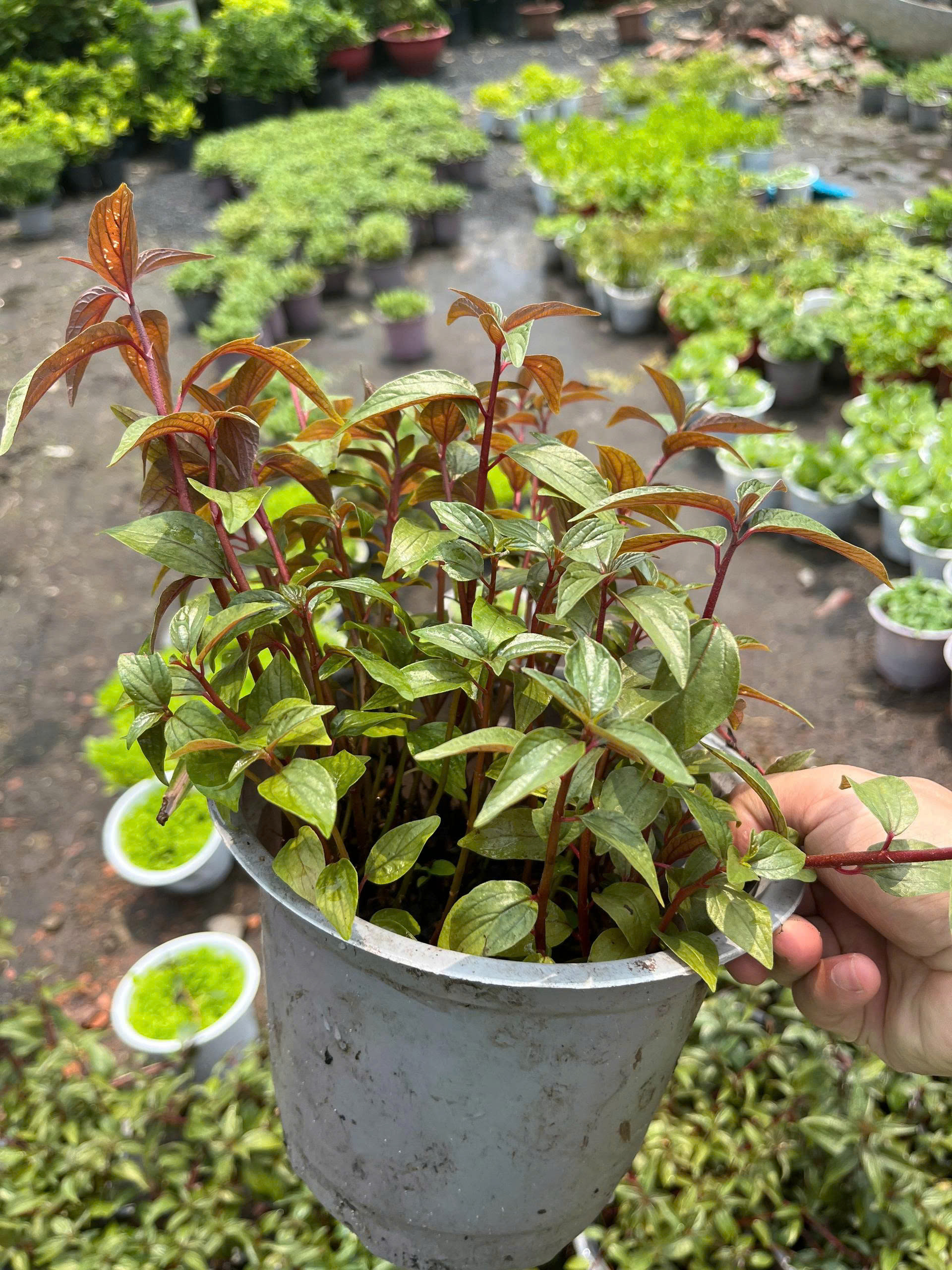 z7685162230047-7a8ea0b96ea2043847a5befa795ad2e5