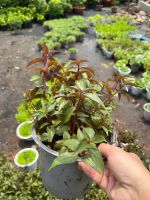 z7685162230091-8912aa47e1c568aa3c034dba9c74164d