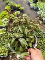 z7685162288103-d881260f170933ab7a7512d3cc10a527