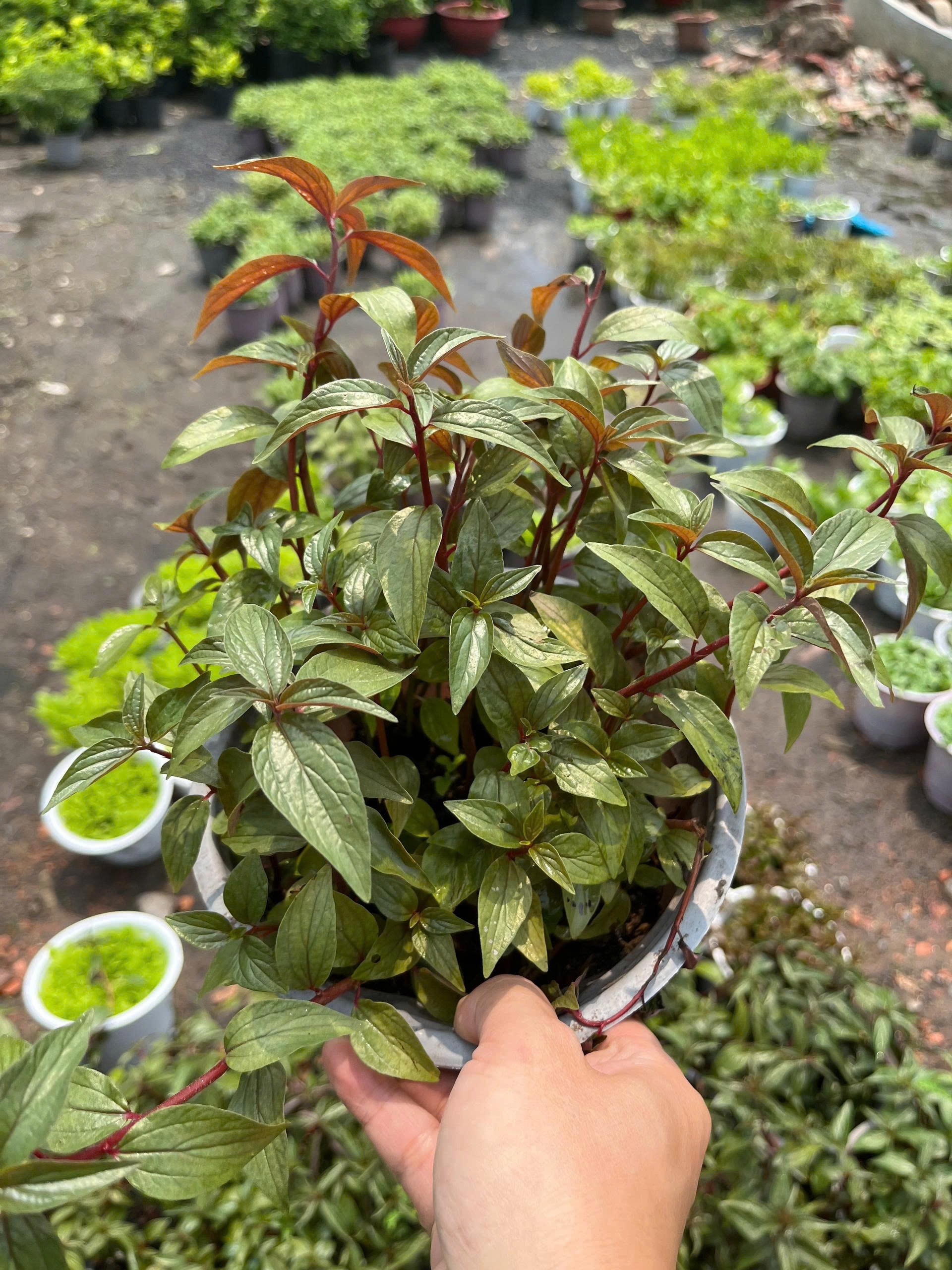 z7685162288112-b3d001de87ff1e24d1b91c2b3338a5d3