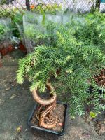 z7688657455296-cb4a7a14b112e21d5faf926a583c93ca