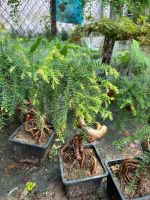 z7688657455297-3e1146f0f915d088c4fe3a48353a032d