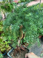 z7688657515490-f7661943f0d426312cfd429f164929fb