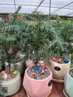 z7688679959048-aff0718c87eb49e9a3ad0e2aaf6bc979