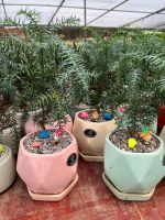 z7688679959052-24bc2349c2189a649cc49fac562664f1