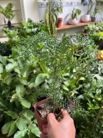 z7688727686264-6e68cc6ed4cea02a8dfd7710d9131482