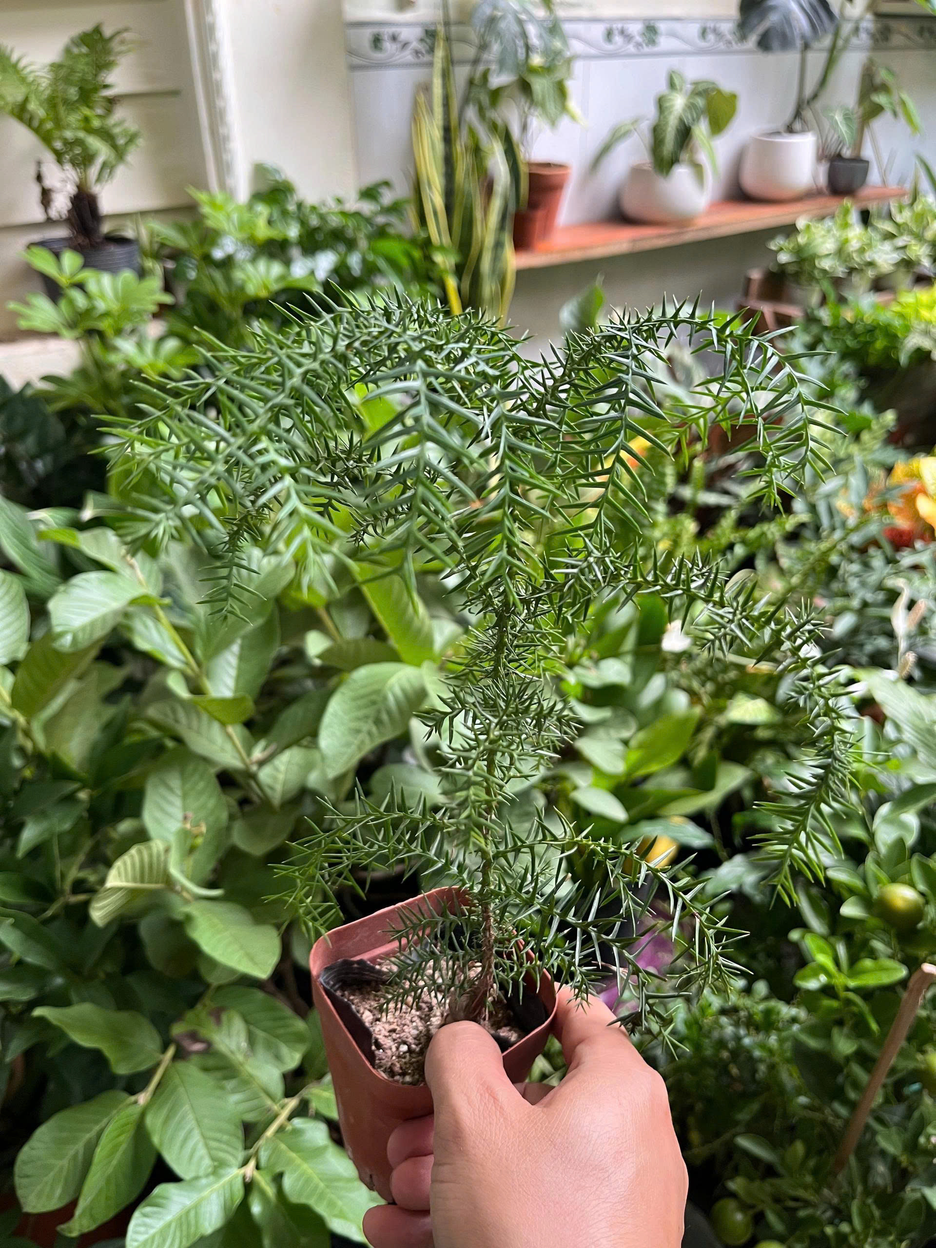 z7688727686264-6e68cc6ed4cea02a8dfd7710d9131482