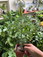 z7688727686265-f83e31f8524d7c586d99b6aa75c2258b