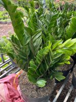 z7688764868902-4d207af382fb0ec7eed61bc86cf9dea4