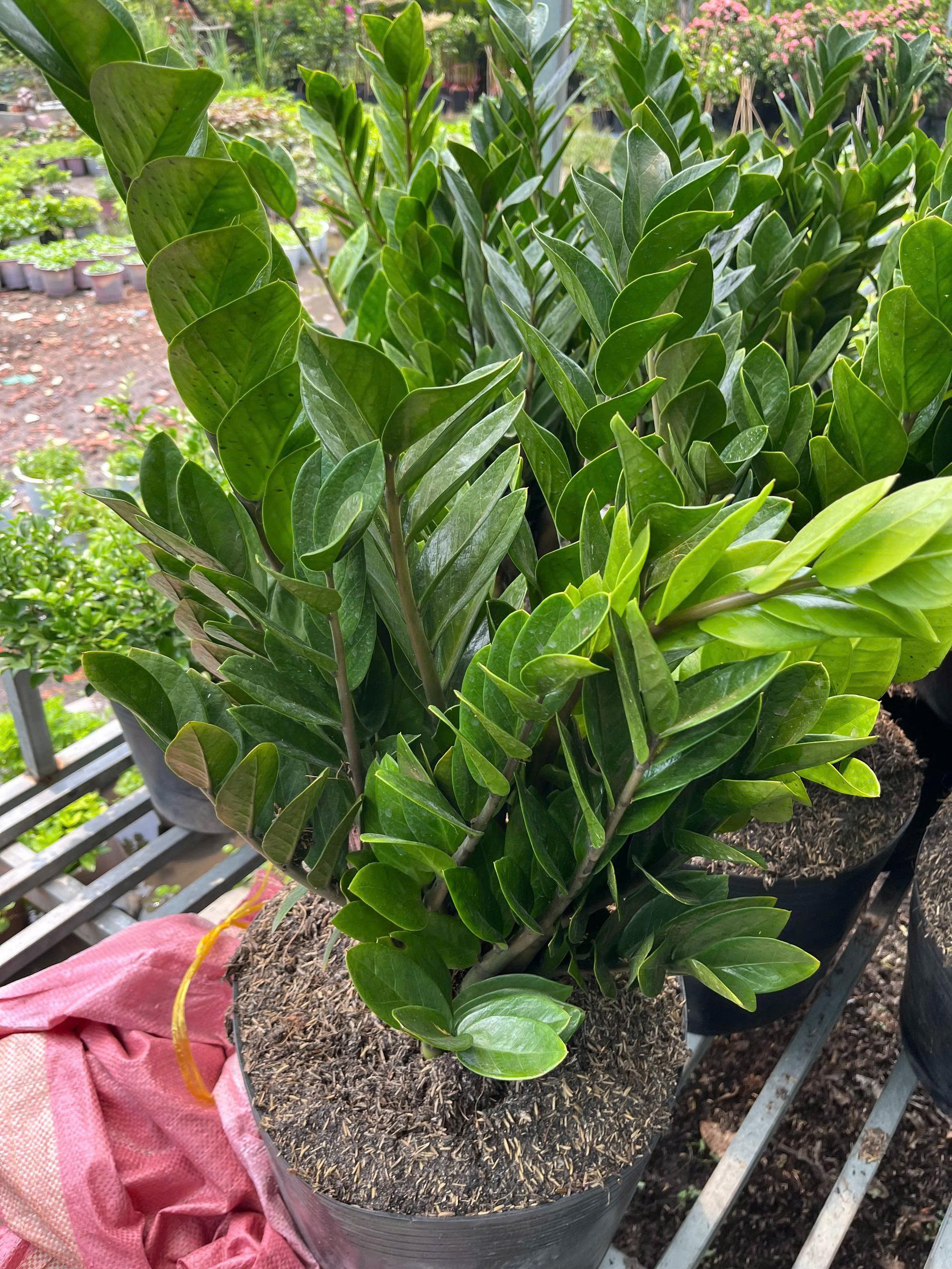 z7688764868902-4d207af382fb0ec7eed61bc86cf9dea4