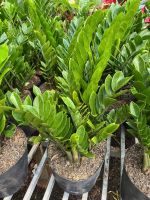 z7688764868903-87bf923b01a62bb61e78e03b83fbc539