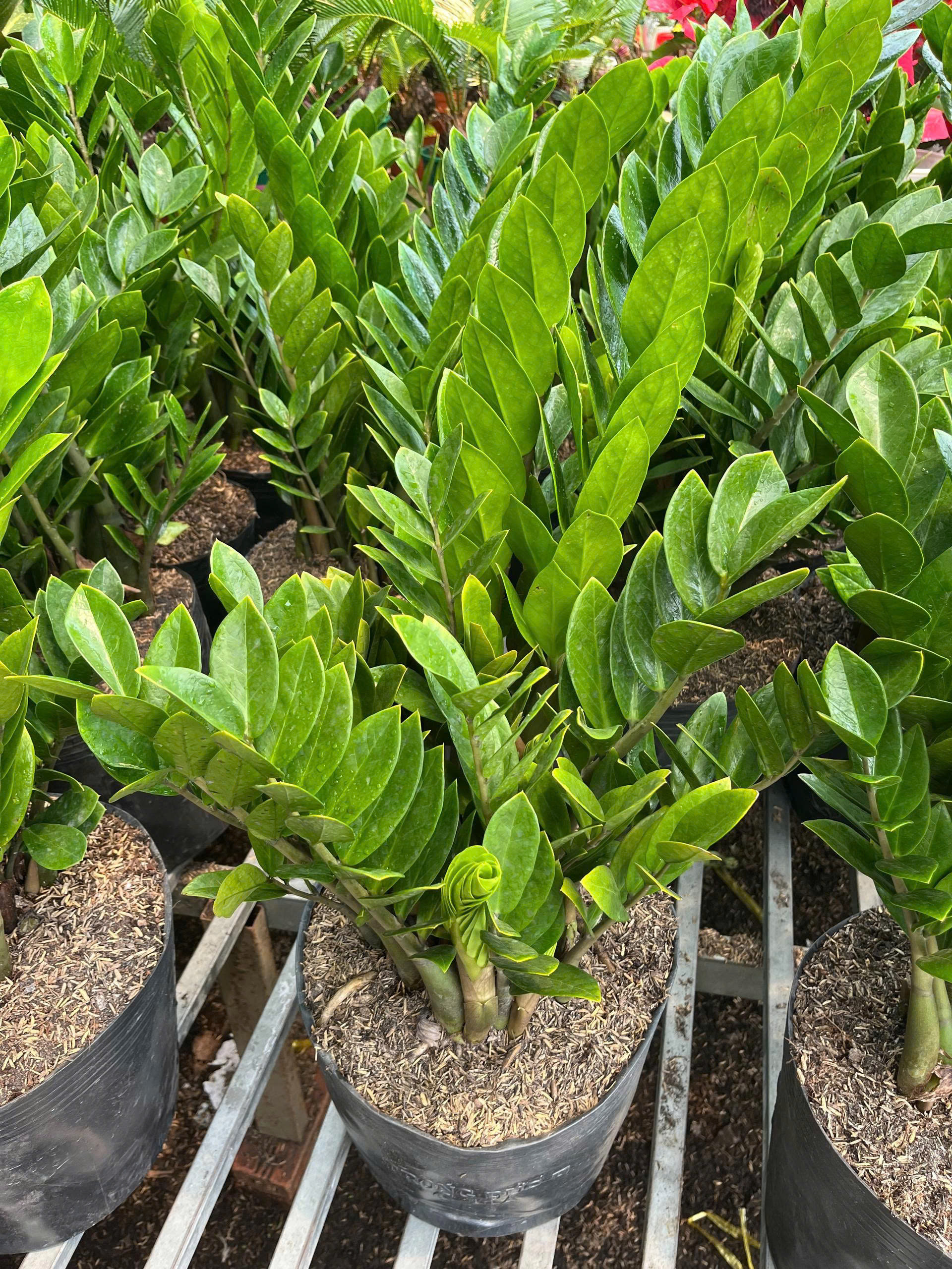 z7688764868903-87bf923b01a62bb61e78e03b83fbc539