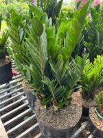 z7688764869056-966396a1fe27290546ece1b30dfd4e21