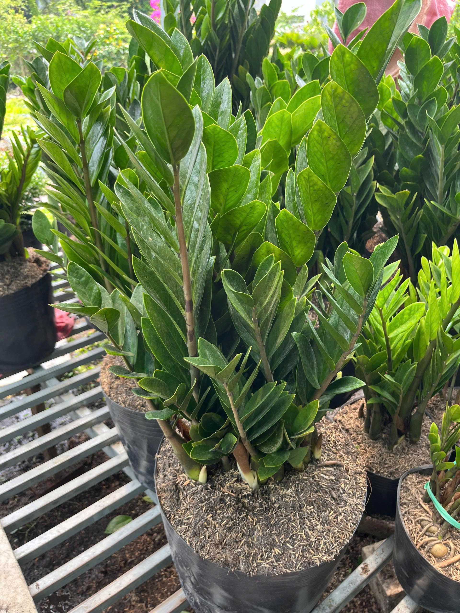 z7688764869056-966396a1fe27290546ece1b30dfd4e21