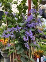 z7688805667275-eb75533a844fb2146e6d3a54be51175b