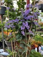 z7688805667386-581b6568f54df6622a76676b7a7d1c45