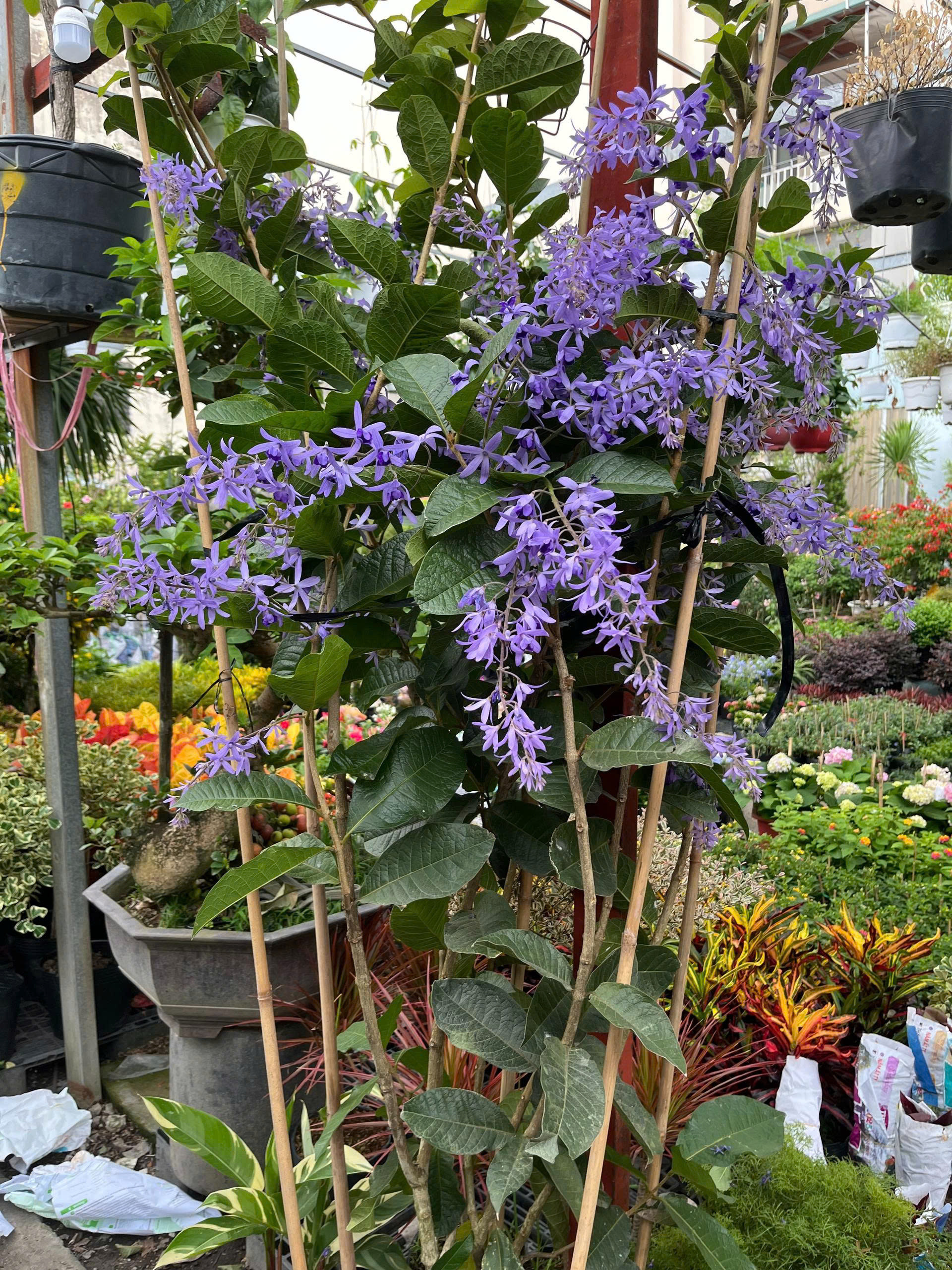 z7688805667386-581b6568f54df6622a76676b7a7d1c45