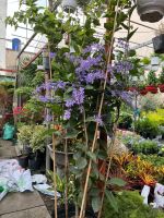 z7688805722412-0800c40b92a2ba992e8b1681170487f0