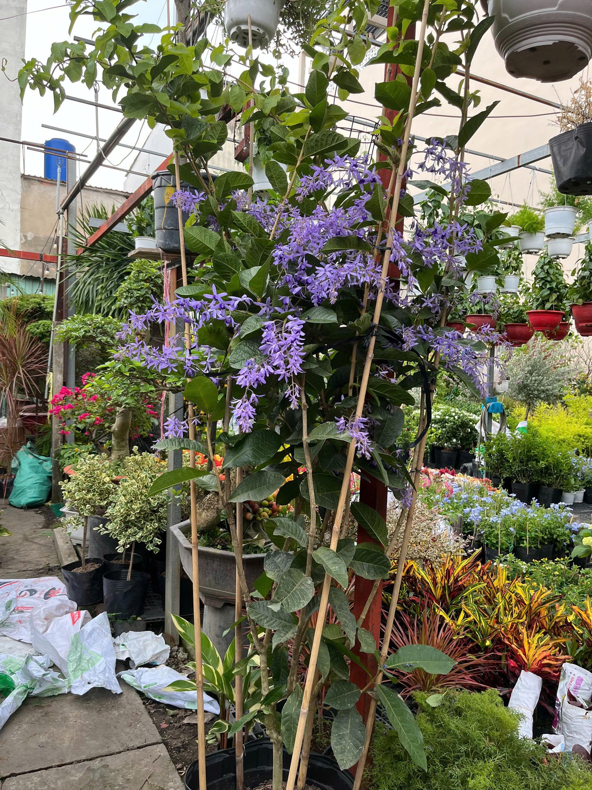 z7688805722412-0800c40b92a2ba992e8b1681170487f0