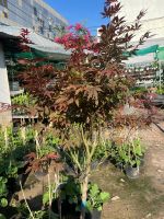 z7693710397501-44176f6d7243624a10db9fa3a0a46b79