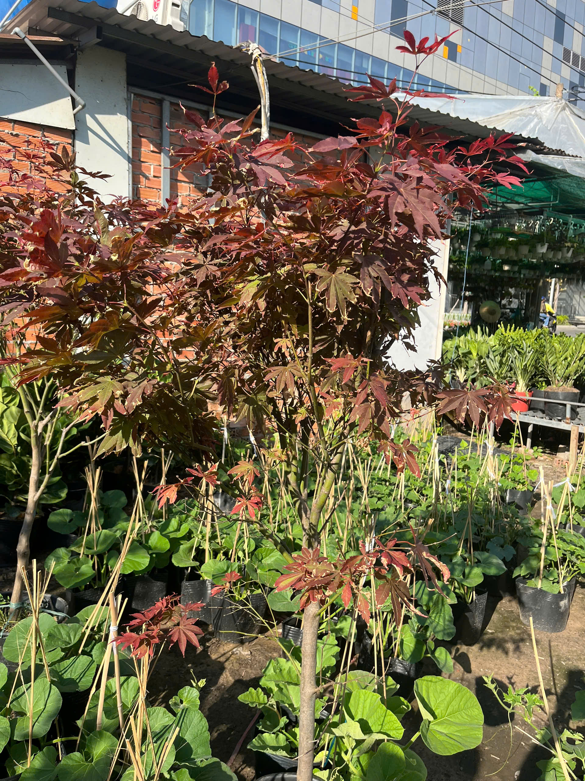 z7693710400456-86012168f6444b7465d9974b41d8a9b0