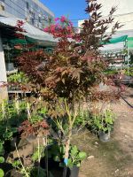 z7693710405292-5dc8b69e168b9acb8a6e68ab00d216b2