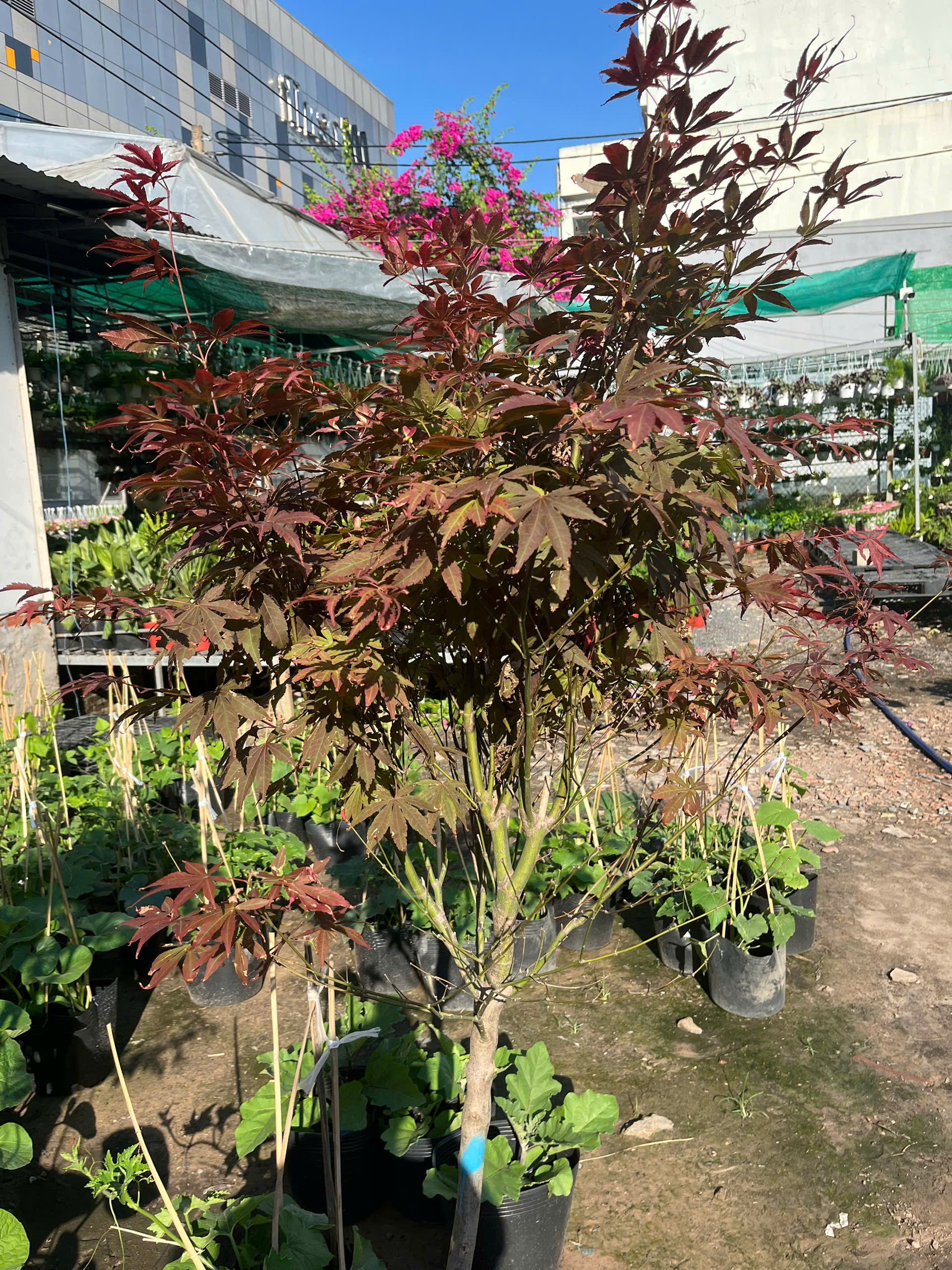 z7693710405292-5dc8b69e168b9acb8a6e68ab00d216b2