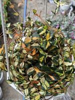 z7702816592497-8f0dbf086a89c1b403d8593ff645458c