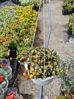 z7702816623429-9a252ec9ef404e3bc3fe0fd5dffa40ed