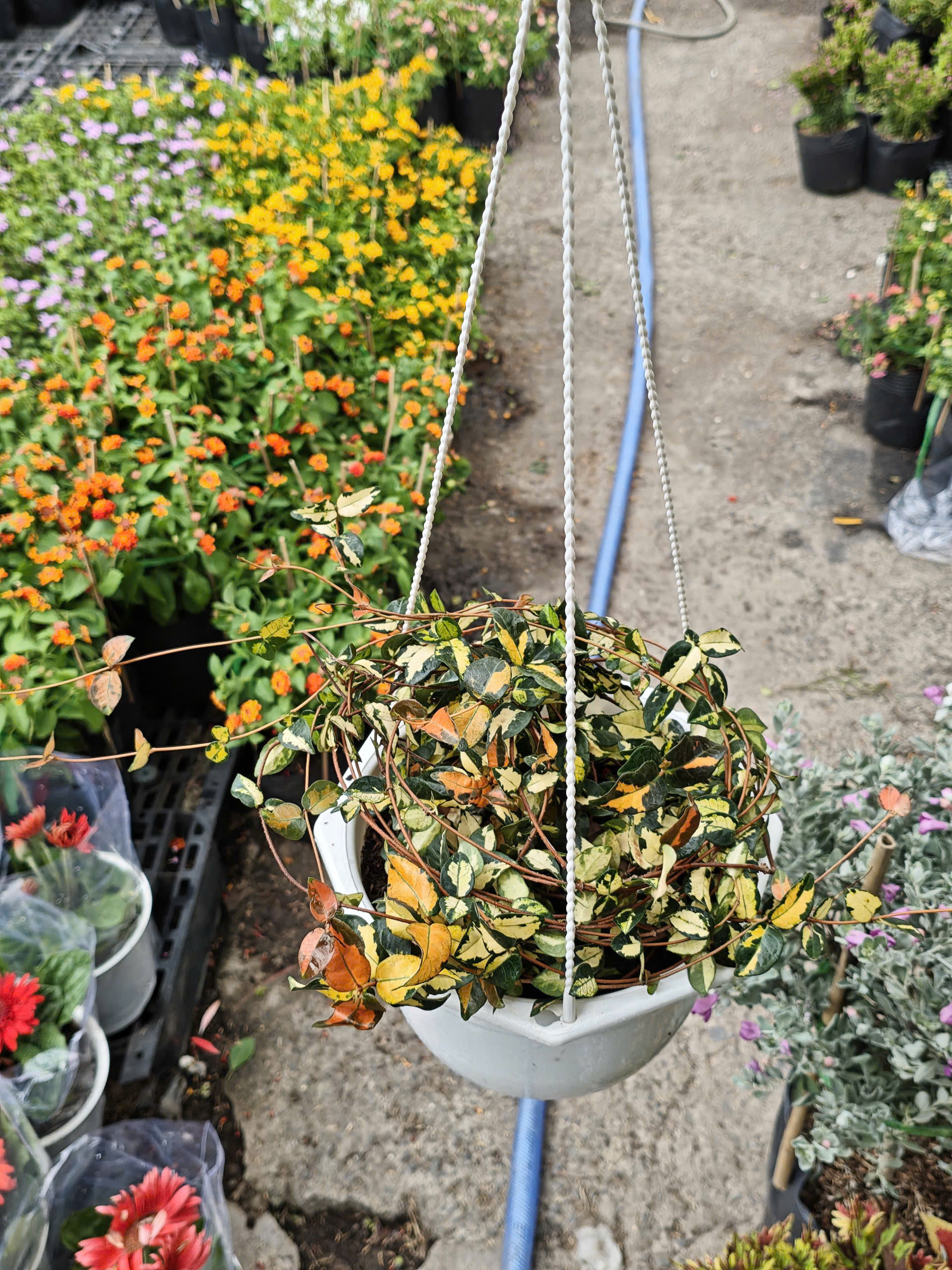 z7702816623429-9a252ec9ef404e3bc3fe0fd5dffa40ed