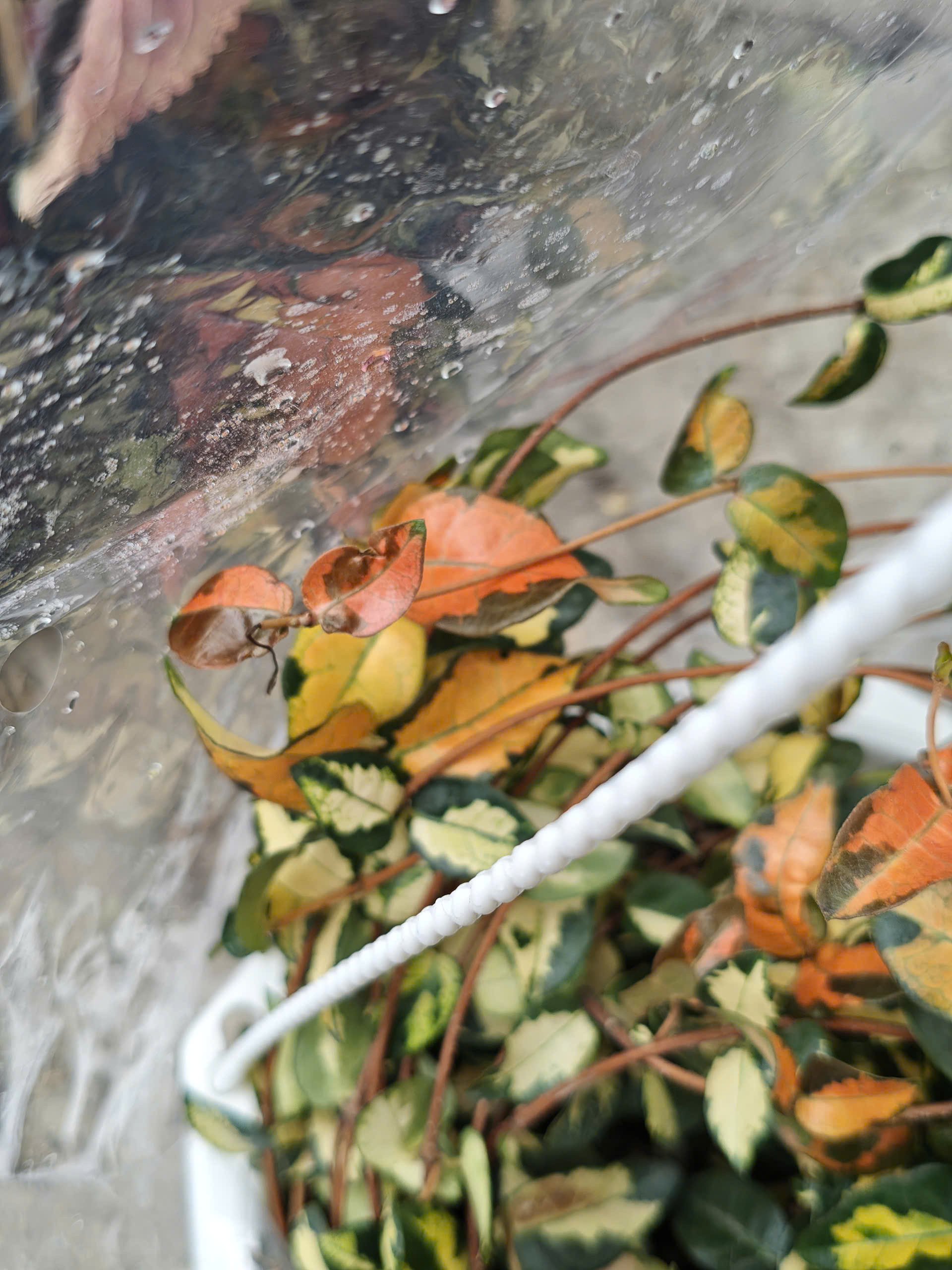 z7702816627648-9377190cb2d126be294f7eb436e5bb6e