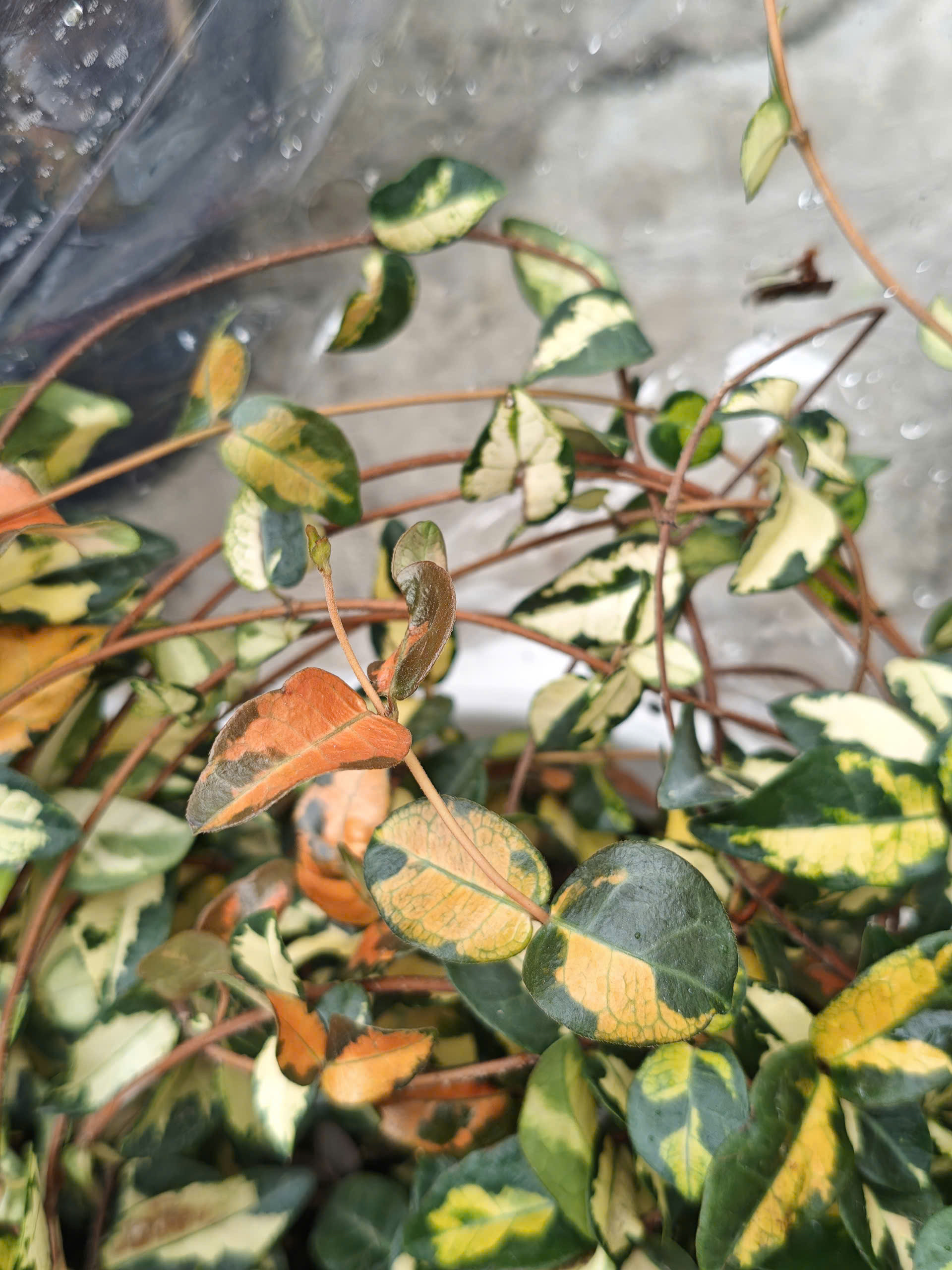 z7702816641925-706309d0df12b59125730b0202efbfdf