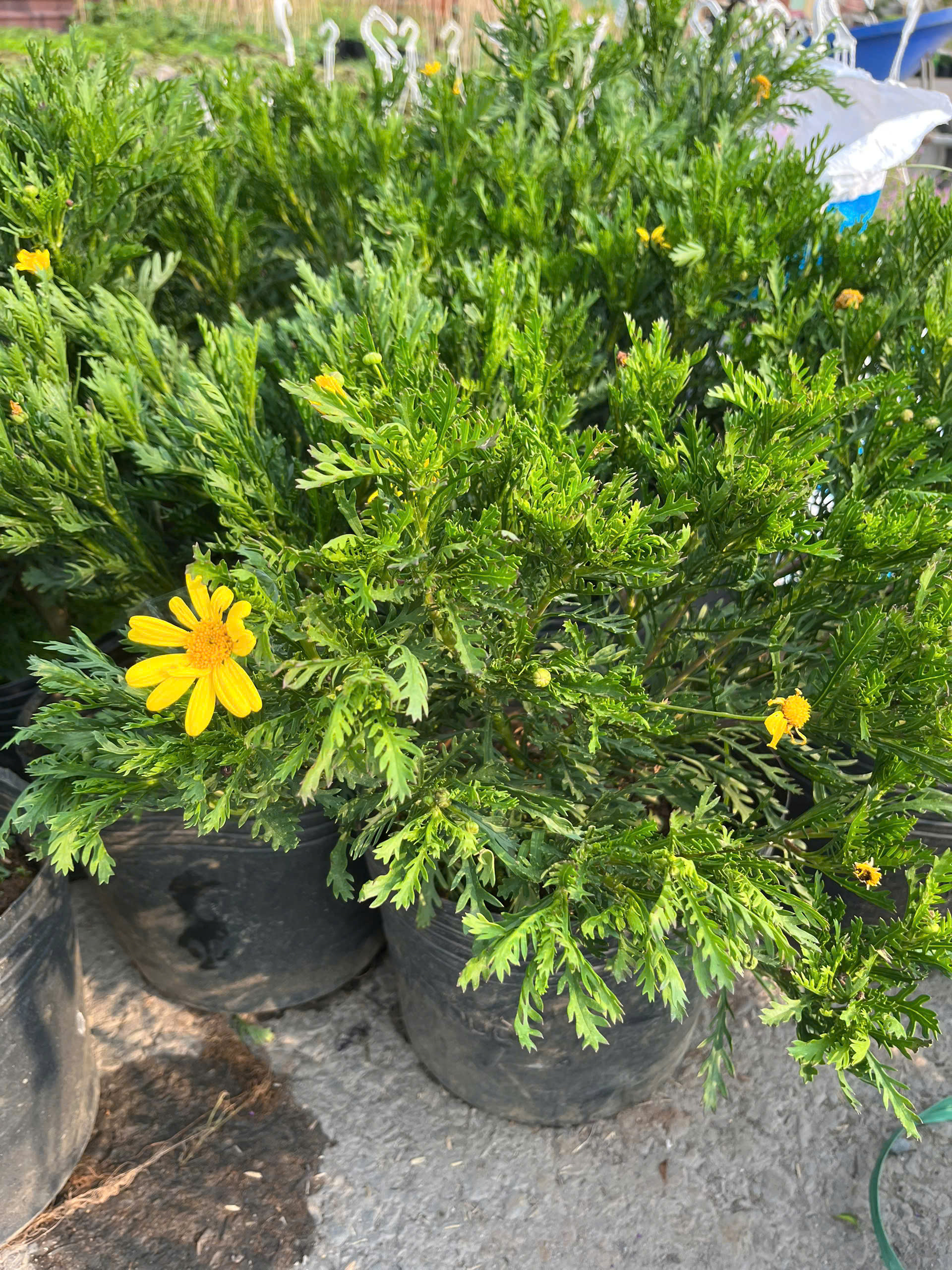 z7715632755831-b878a4ef3f585a224c2312c52b1b9274