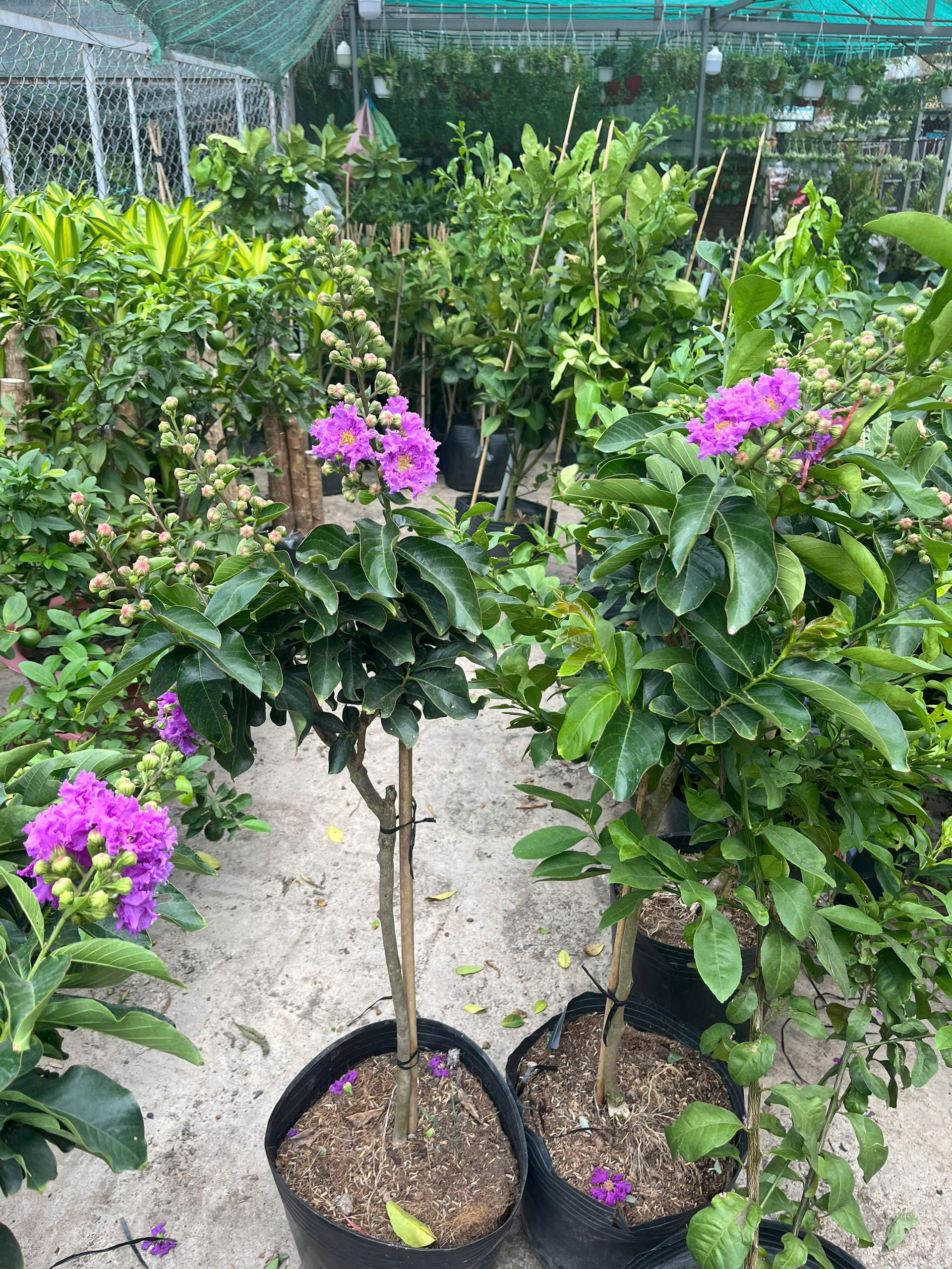 z7738593836079-cabc4082d3f999697fb62124ee29114f