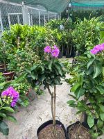 z7738594072237-fc365e088f6b84659bec6a1582d1846f