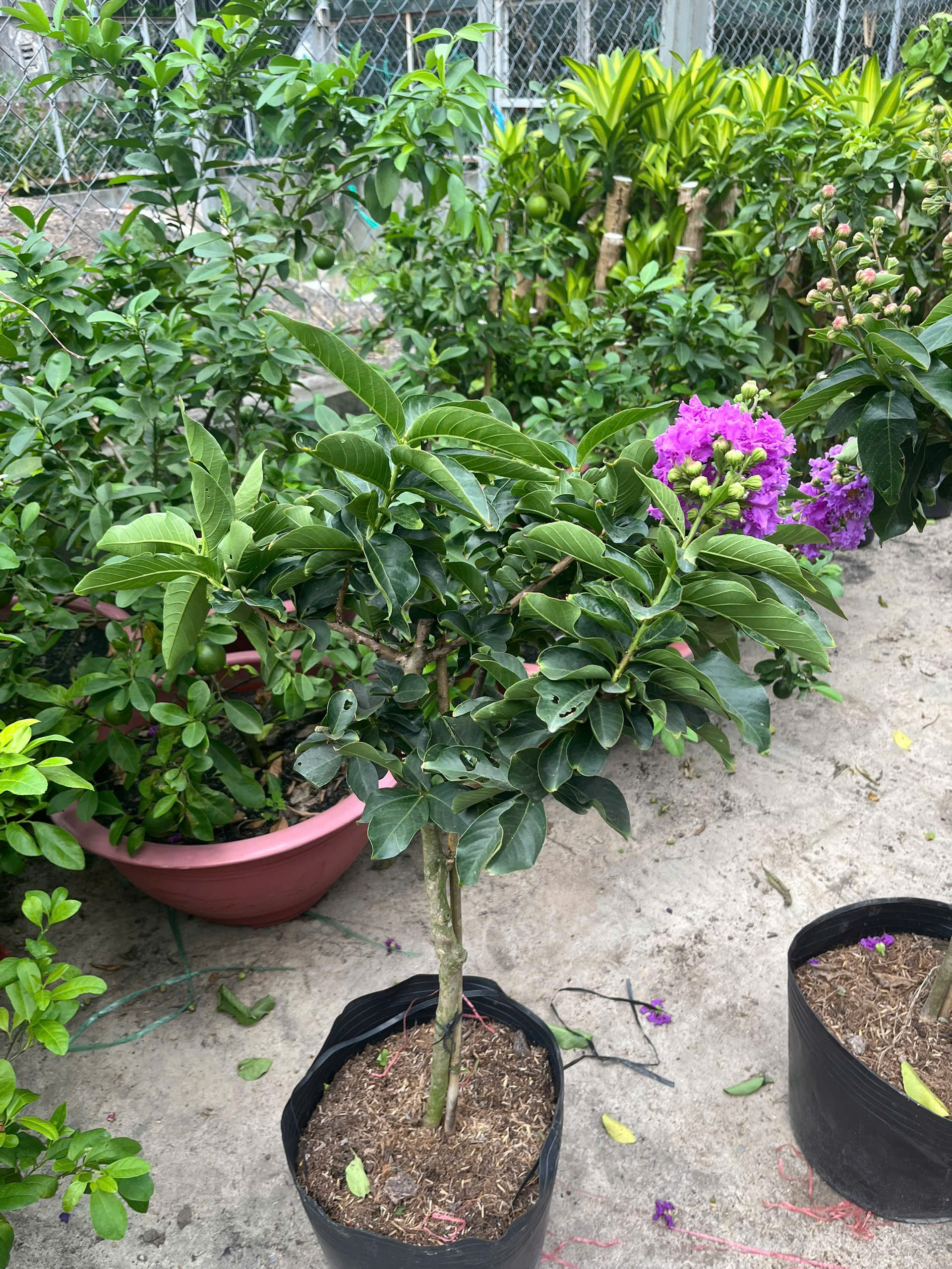 z7738595857564-192a37936c6eb4c2ce0176649d7dcb20