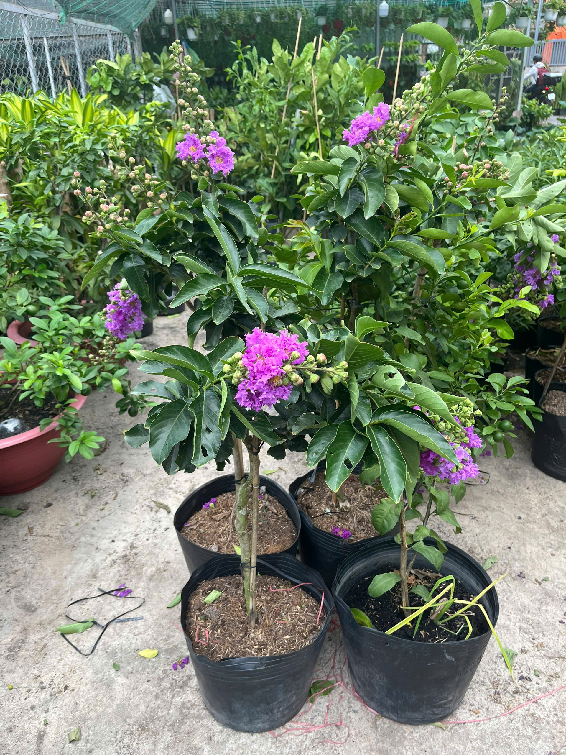 z7738595934556-ec4a7f450062774b95953dcaee2bf47a