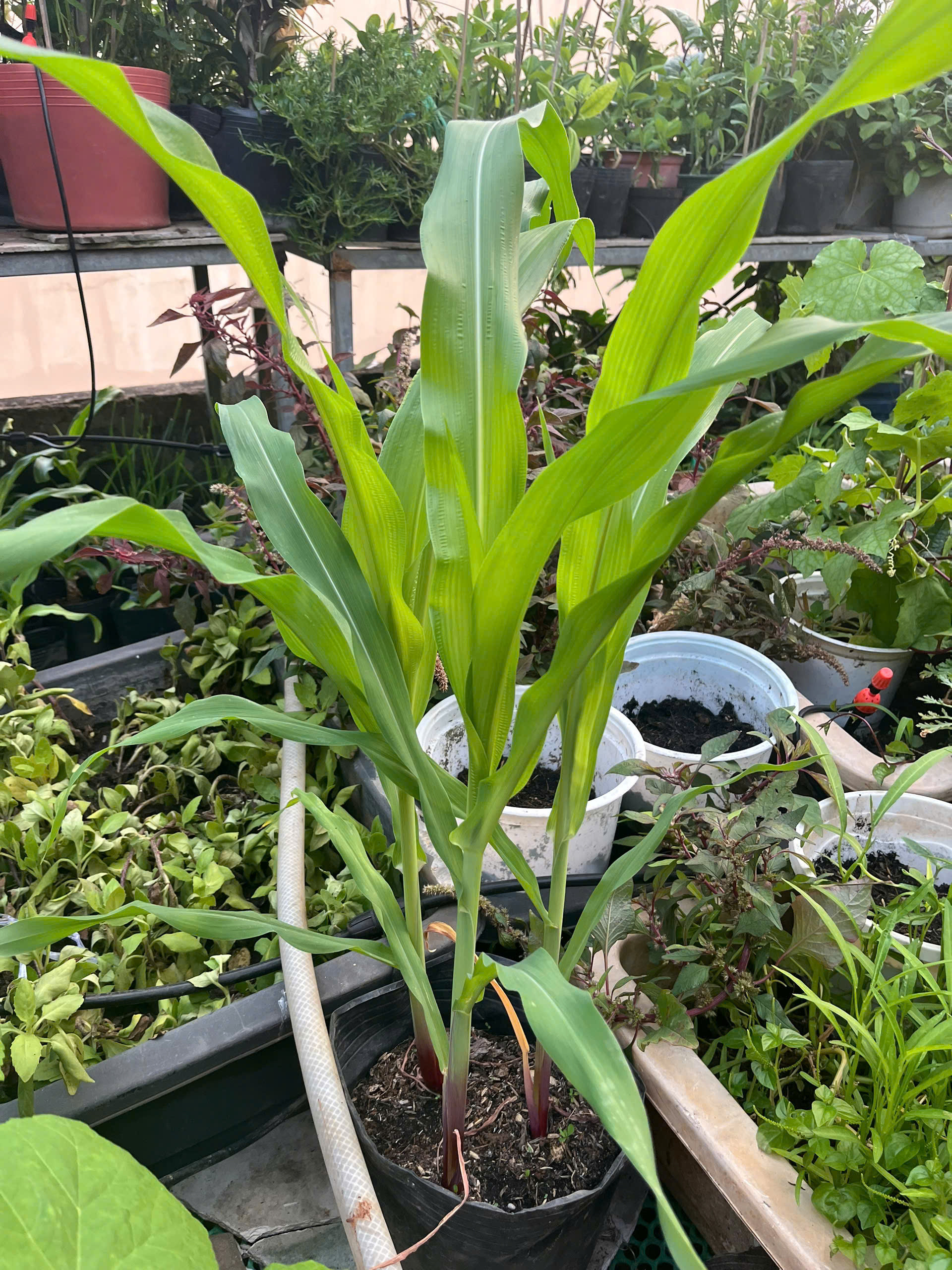 z7767346717289-1b20acccf2b1d74cba37e28352ad7b5f