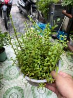 z7778666180437-19265dea3a7bf3b5dce70da42eead2d5