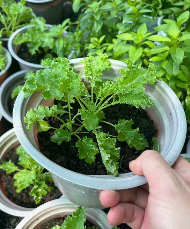 kale-size-nho