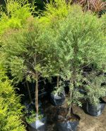 tung-da-quang-tree