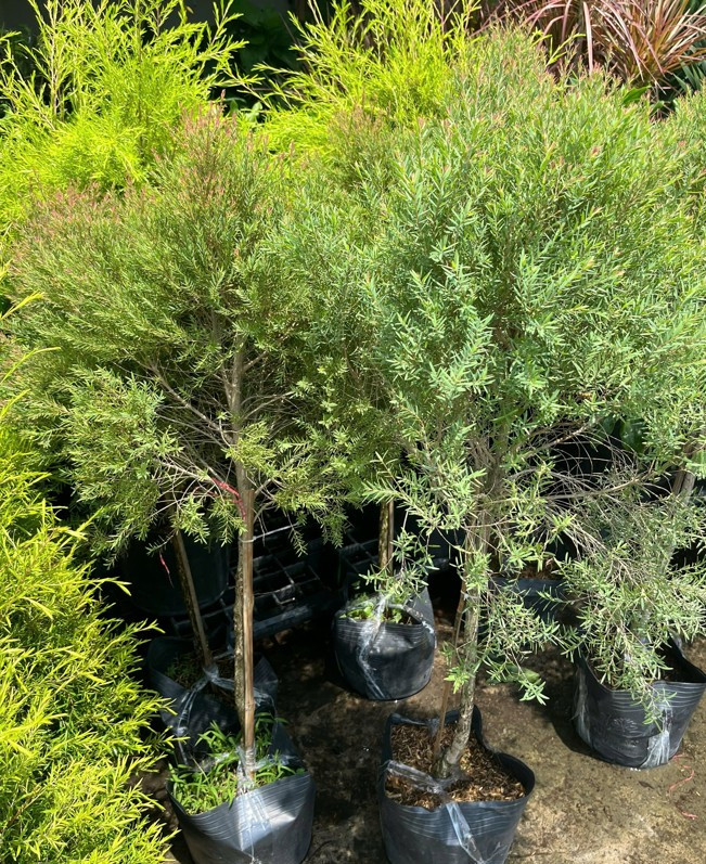 tung-da-quang-tree