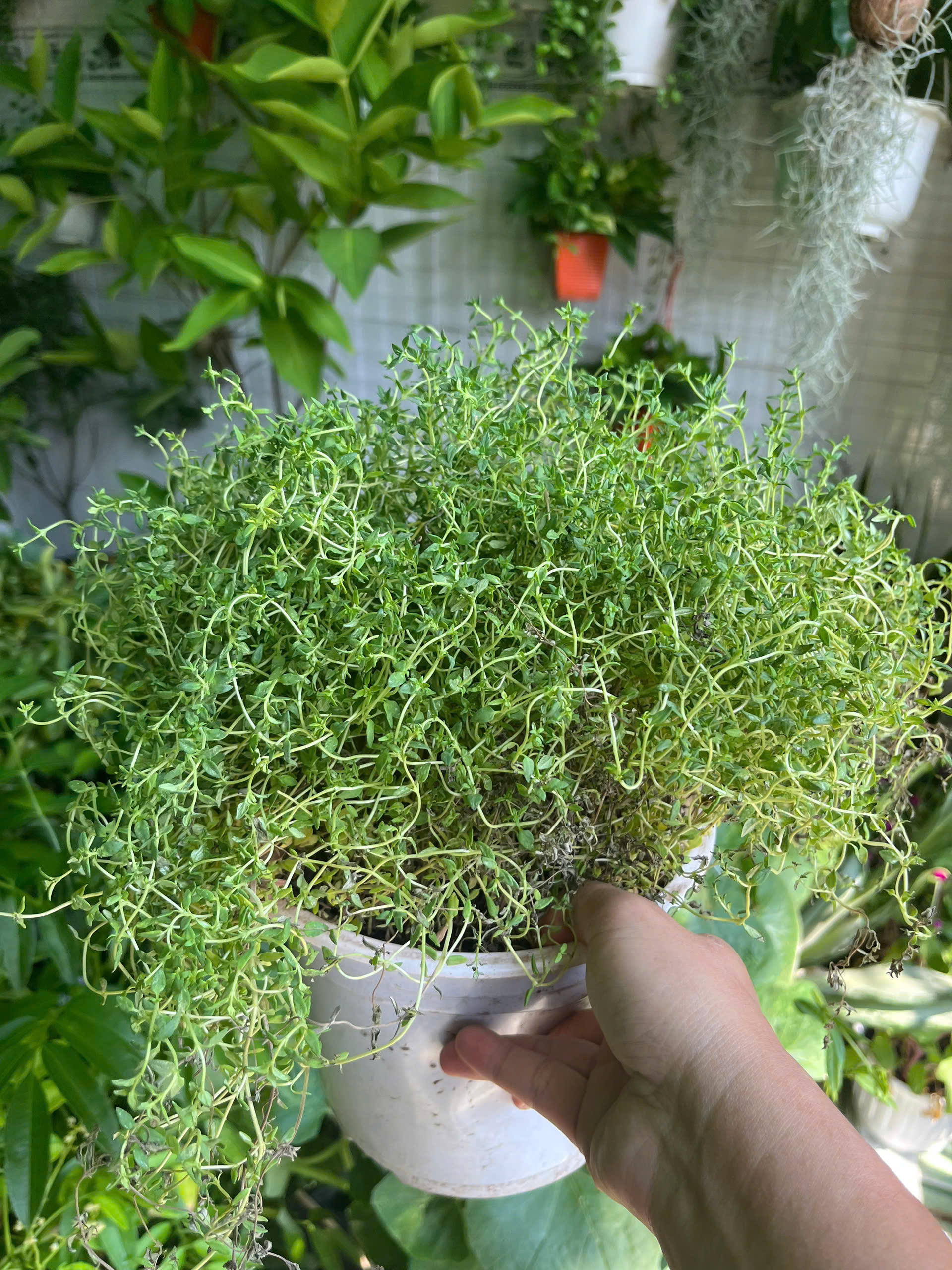 xa-huong-2