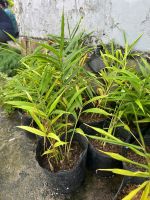 cay-gung-giong-2