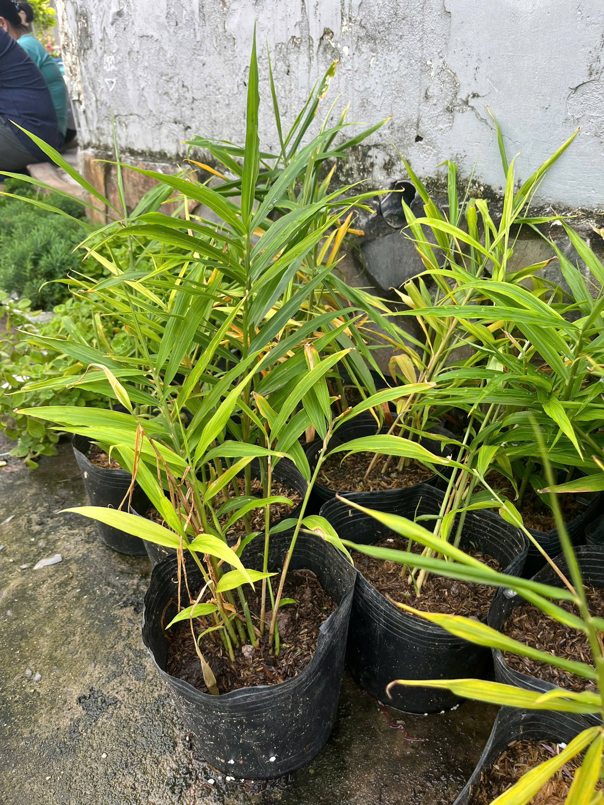 cay-gung-giong-2