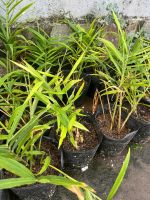 cay-gung-giong-5